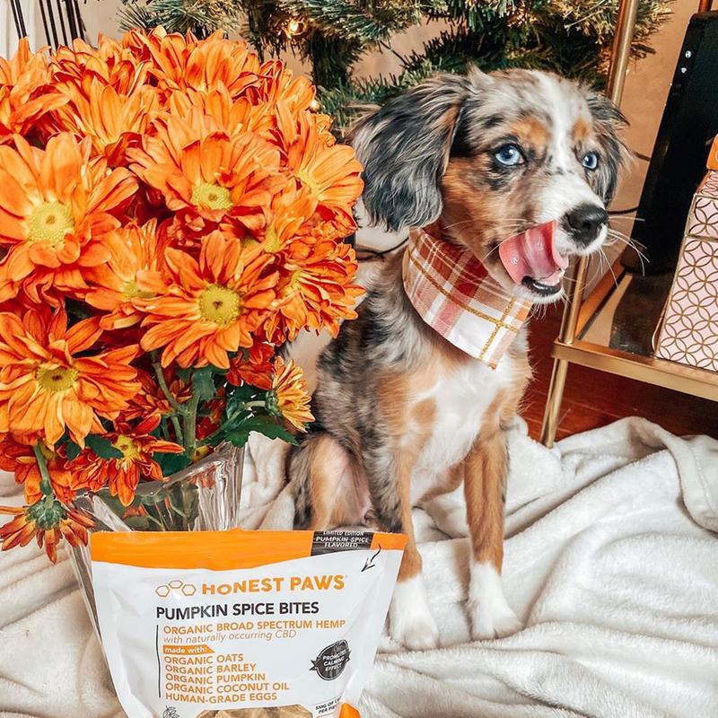 CBD For Dogs 23
