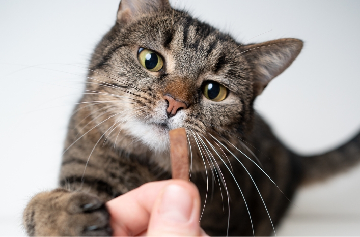 side effects of cbd for cats