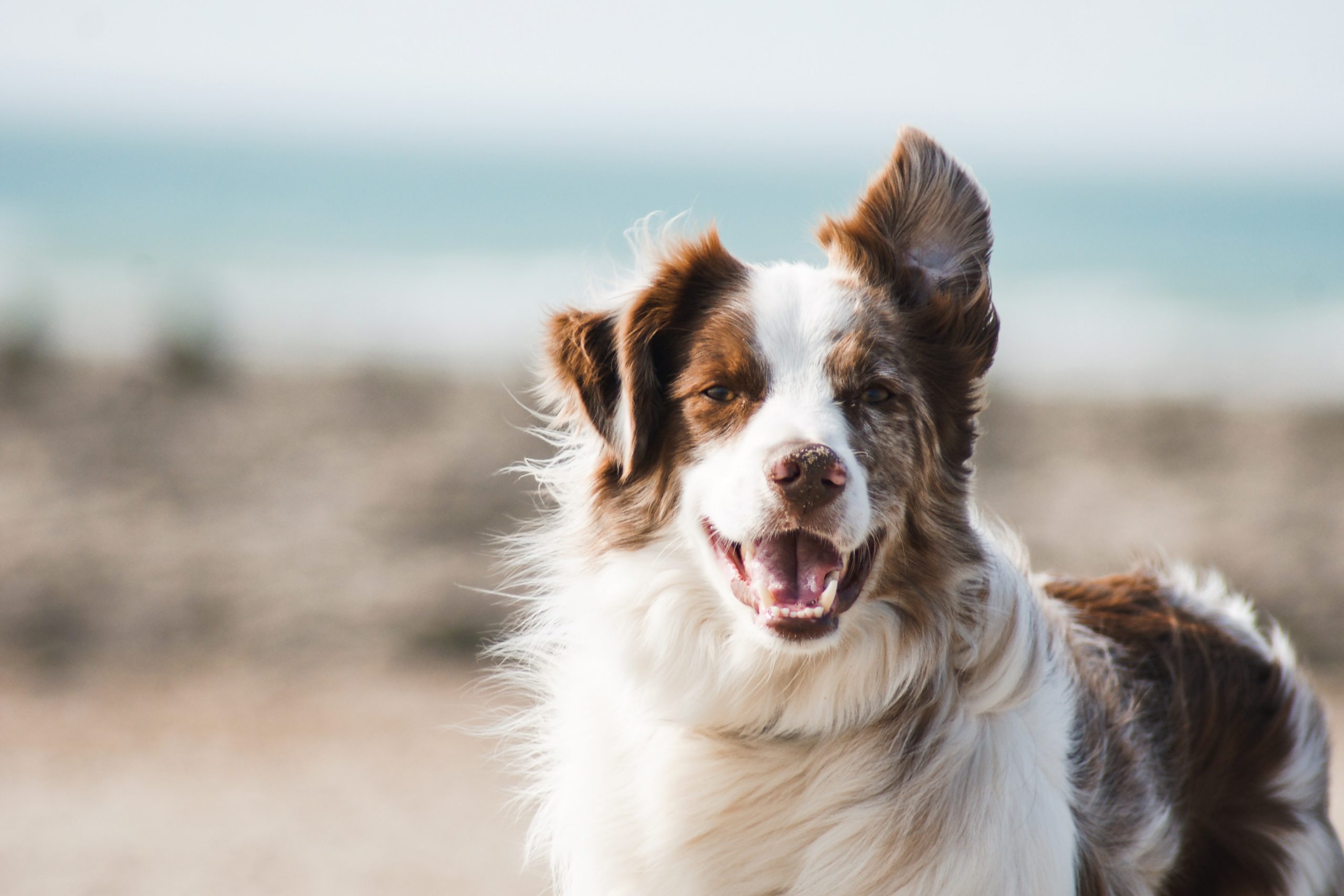 CBD Oil For Dogs With Arthritis